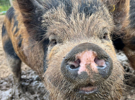 3 Kune kune X Juliana boars