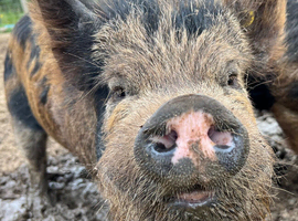 Intact Kune Kune/Juliana boar