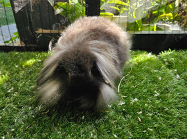 Sable single mane mini lion lop boy