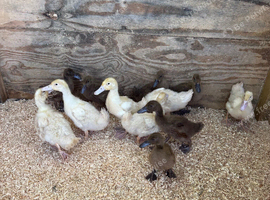Cherry valley and khaki Campbell ducklings