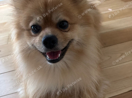 Pomeranian for sale ( 1yr +)
