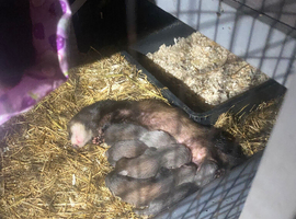 Baby kits ready to go in a few weeks
