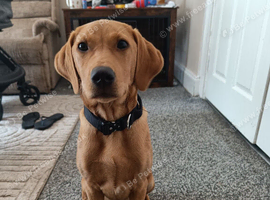 Labrador