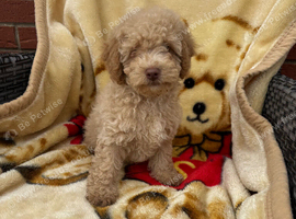 Toy poodle