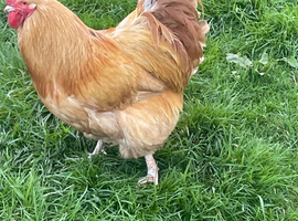 Buff Orpington  cockerel