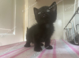 2 kittens for sale