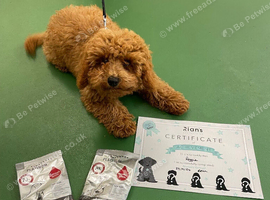 TOY CAVAPOO PUPPIES DNA HEALTH TESTED PARENT AND GRANDPARENTS