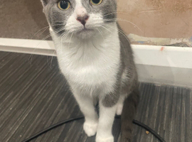 2 grey and white kittens