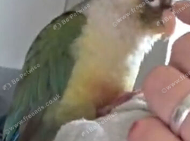Male Green Cheek Conure Yogi