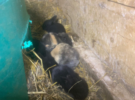 Rabbit kits