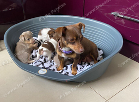 Gorgeous Miniature Jack Russell Puppies For Sale