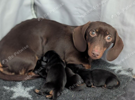 3 beautiful miniature daschunds