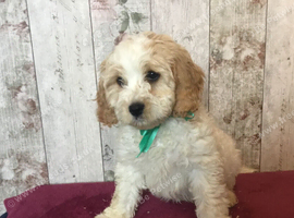 Adorable Fluff Ball Cockalierpoo pups
