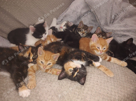 Gorgeous tabby, ginger, tortoiseshell kittens