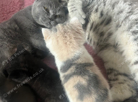 Stunning British Shorthair Kitten