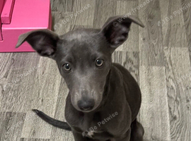 Grey blue mixed breed bitch