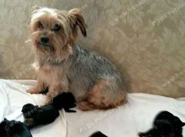 Girl yorkipoo