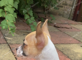 I have a 2 month old chihuahua X puppy for rehoming