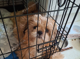 Shih tzu for sale