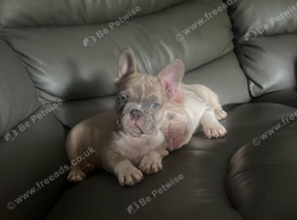 Frenchie pups