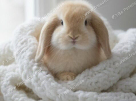 Lop ear babies