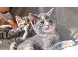 Female grey kitten