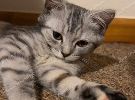 Beautiful 14-Week-Old Chinchilla Female Kitten