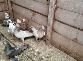 Valencian figurita pigeons