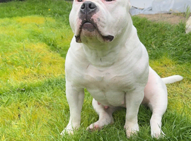 American bully