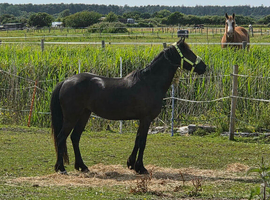 3 1/2 year old Welsh C mare