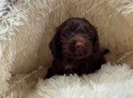 Cockapoo Puppies