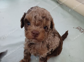 Toy poodle puppies 2 boys NOT KC
