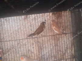 Bengalese and zebra finches