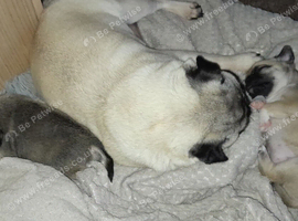 2 puppies pugs