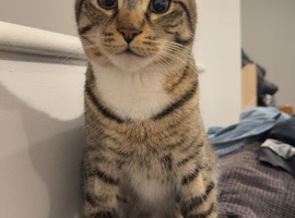 Male cat