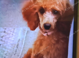 Kc registered miniature poodle, female,5mnths 2weeks old, needs caring,loving home,due to health reasons.