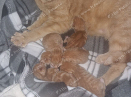 Mainecoon x kittens