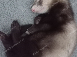 Beautiful 11-Week-Old Ferret Kits (One Silver, One Brown)