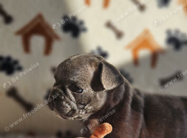 Beautiful French Bulldog Puppies Seeking Loving Homes