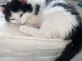 Black and white fluffy male kitten