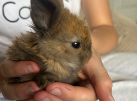 Beautiful pure mini lop and mini rex X mini lop babies