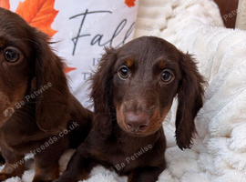 Miniature Long-Haired Dachshund Puppies