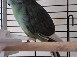 Kakariki hen