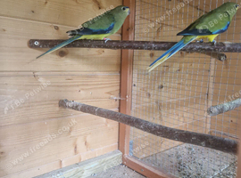 Elegant Grass Parakeets