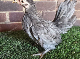 Serama Pullets