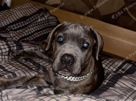 Cane corso puppy 10 months old