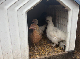 Section of pullets