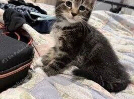 We have a gorgeous mixed litter of four incredibly sweet, playful, and loving tabby kittens who are ready to find their perfect families today!