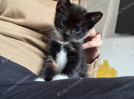 10 week old kitten