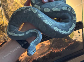 3 year old male ball python with set up